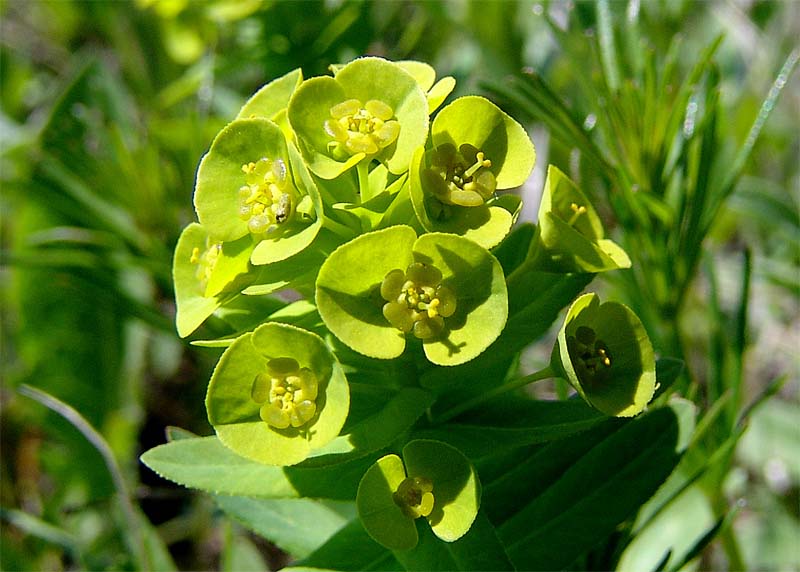 Image of Euphorbia condylocarpa specimen.