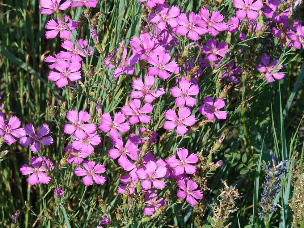 Изображение особи Dianthus versicolor.