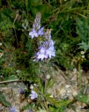 Veronica jacquinii