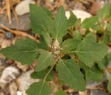 Chenopodium album