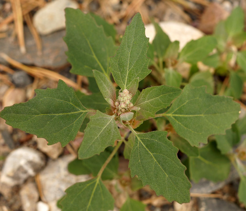 Изображение особи Chenopodium album.