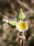 Sonchus oleraceus. Верхушка побега с цветущим и двумя отцветшими соцветиями. Кыргызстан, Нарынская обл., левый берег р. Нарын, окр. с. Таш-Башат, вахтовый пос. 01.10.2015.