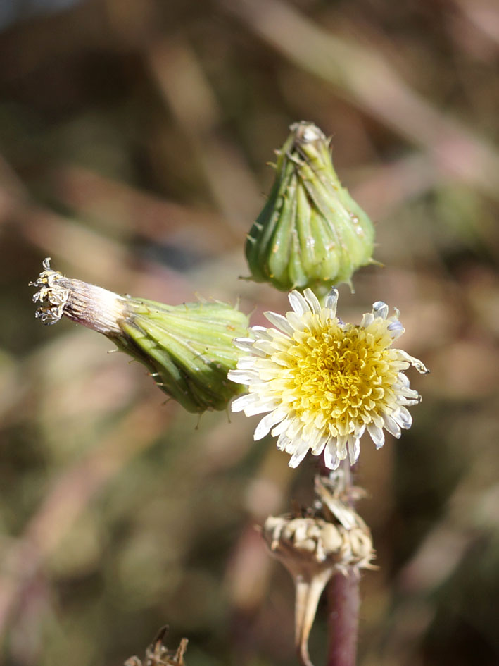 Изображение особи Sonchus oleraceus.