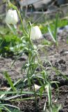 Fritillaria verticillata