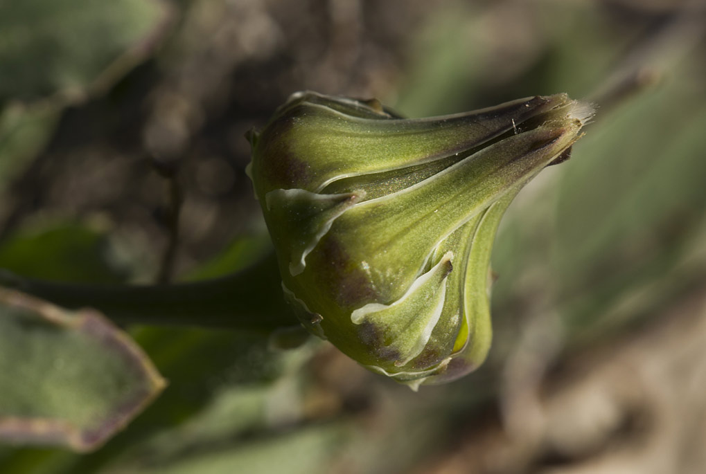 Изображение особи Reichardia picroides.