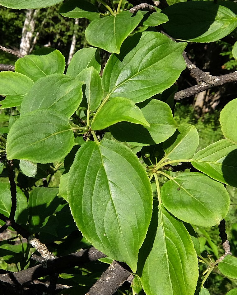 Изображение особи Rhamnus davurica.