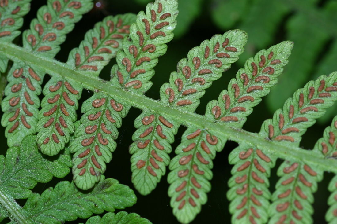 Изображение особи Lunathyrium henryi.