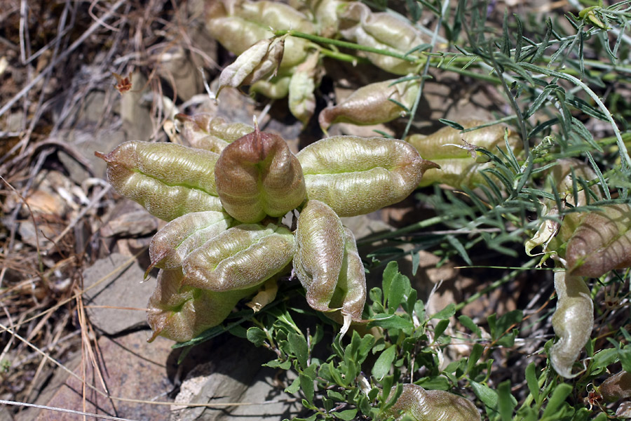 Image of Astragalus pachyrrhizus specimen.