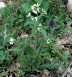 Arabis turrita