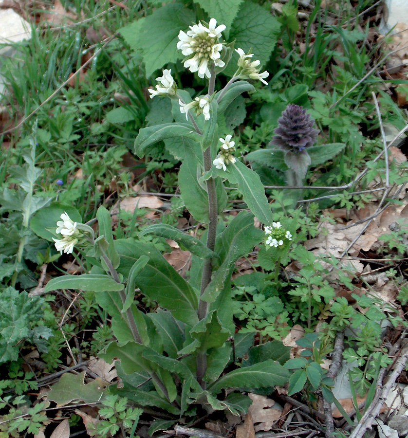 Изображение особи Arabis turrita.