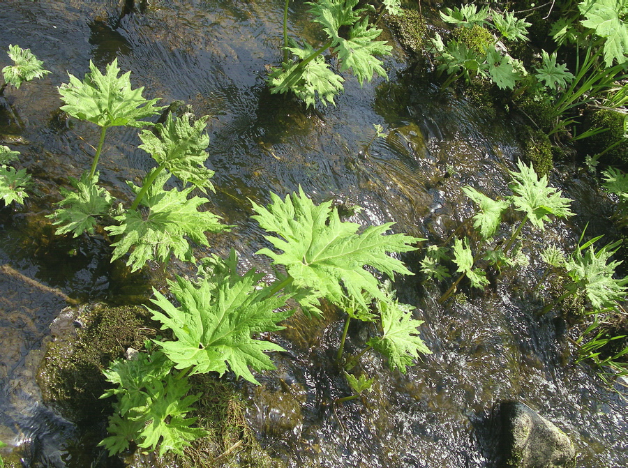 Image of Petasites tatewakianus specimen.