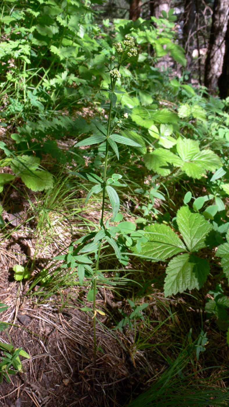 Изображение особи Galium boreale.