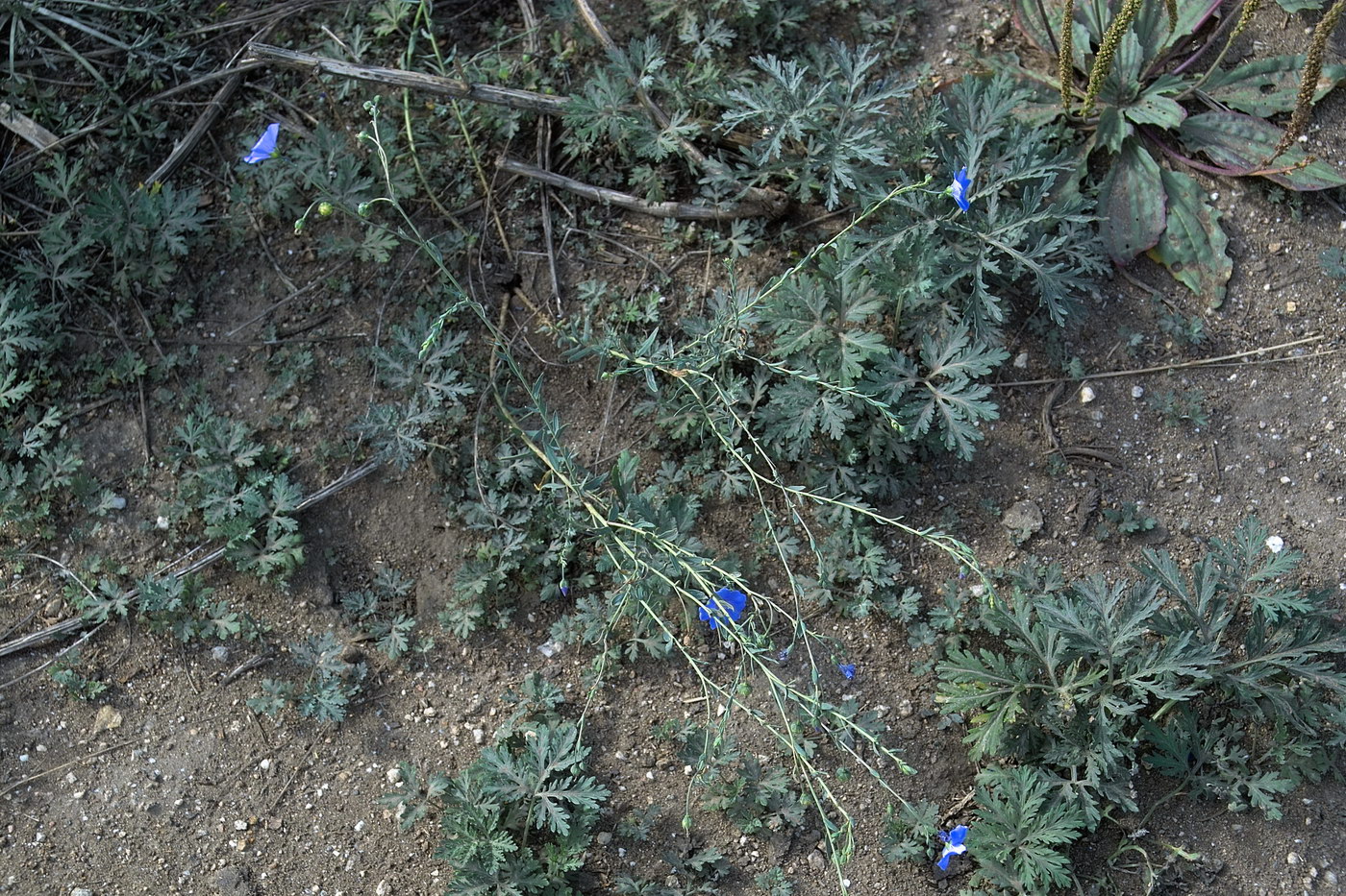 Image of genus Linum specimen.