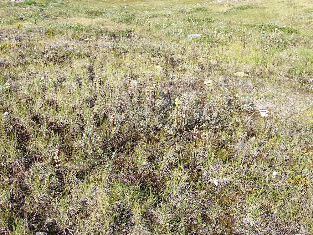 Image of Pedicularis sceptrum-carolinum specimen.