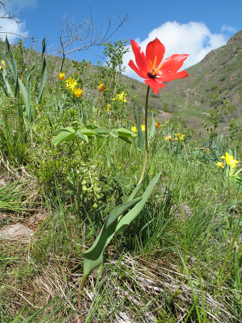 Image of Tulipa zenaidae specimen.