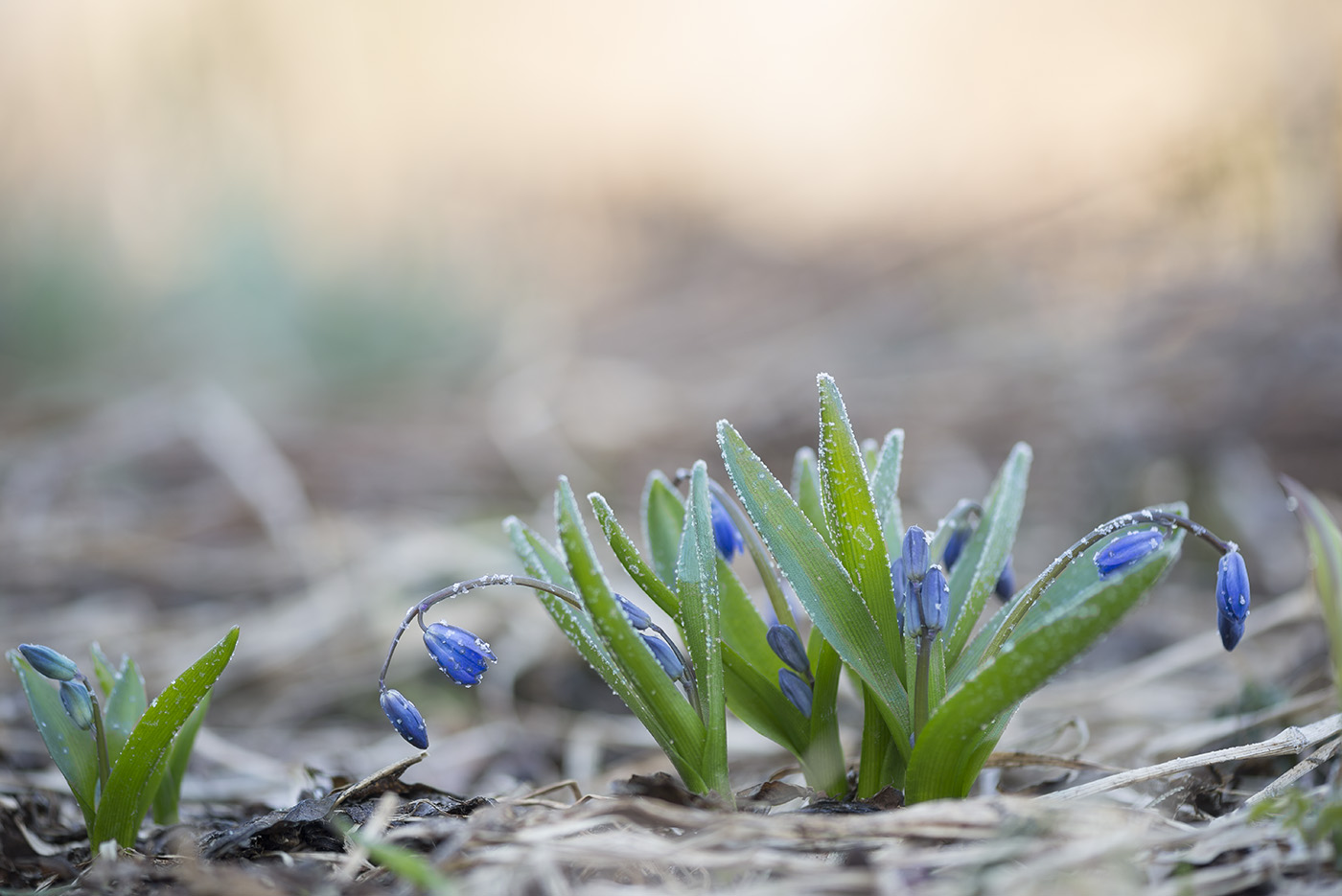 Image of Scilla siberica specimen.