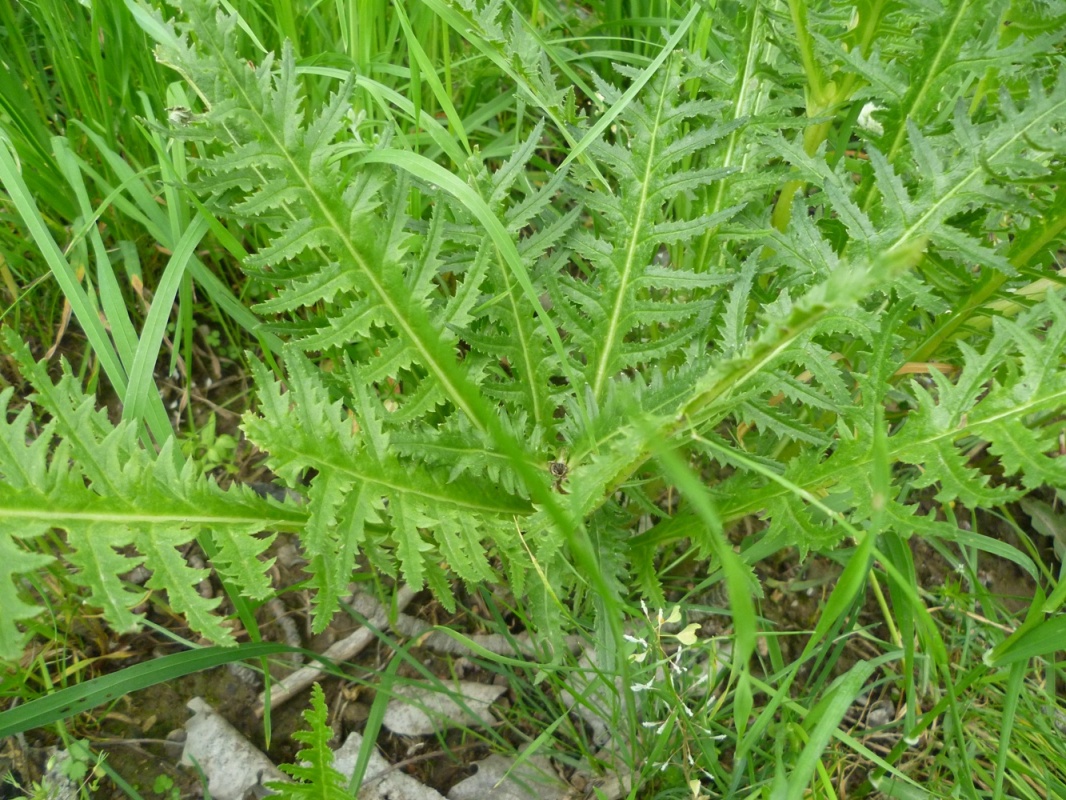 Изображение особи род Pedicularis.