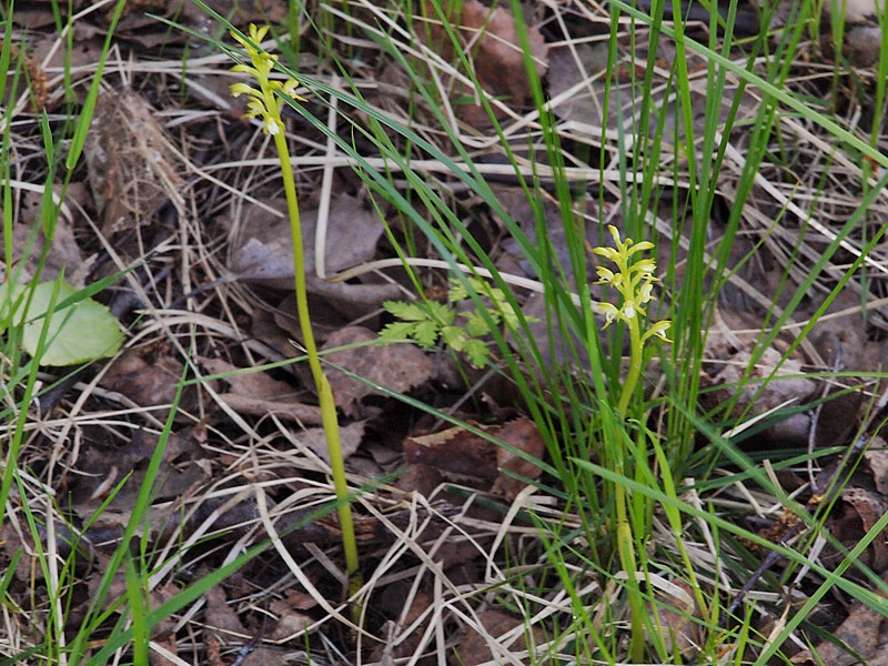 Изображение особи Corallorhiza trifida.