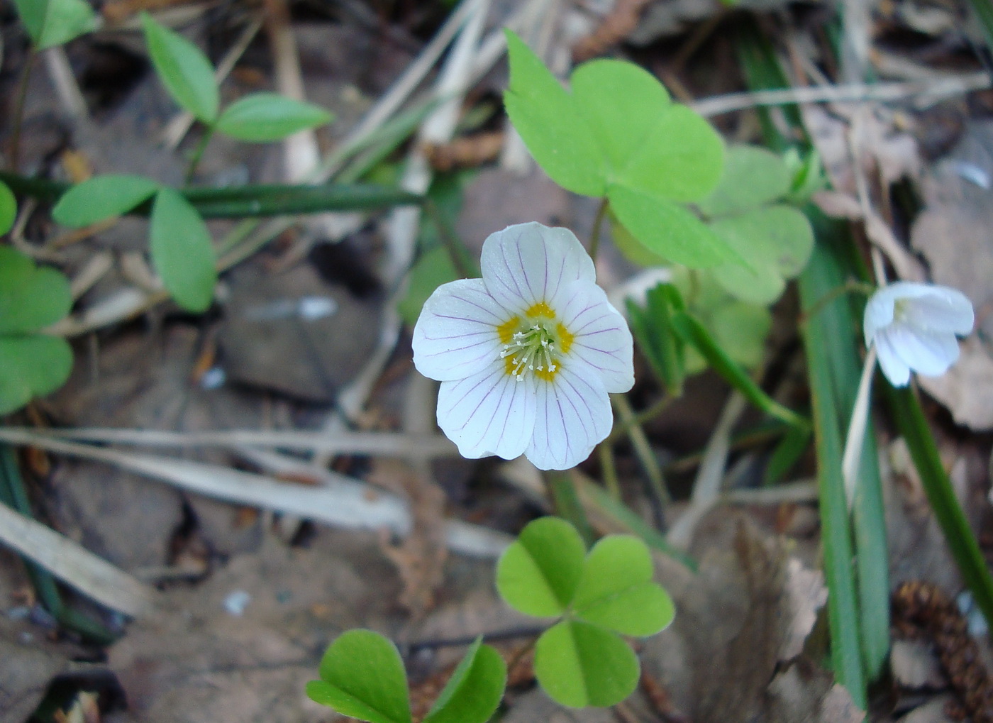 Изображение особи Oxalis acetosella.