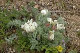 Oxytropis malacophylla