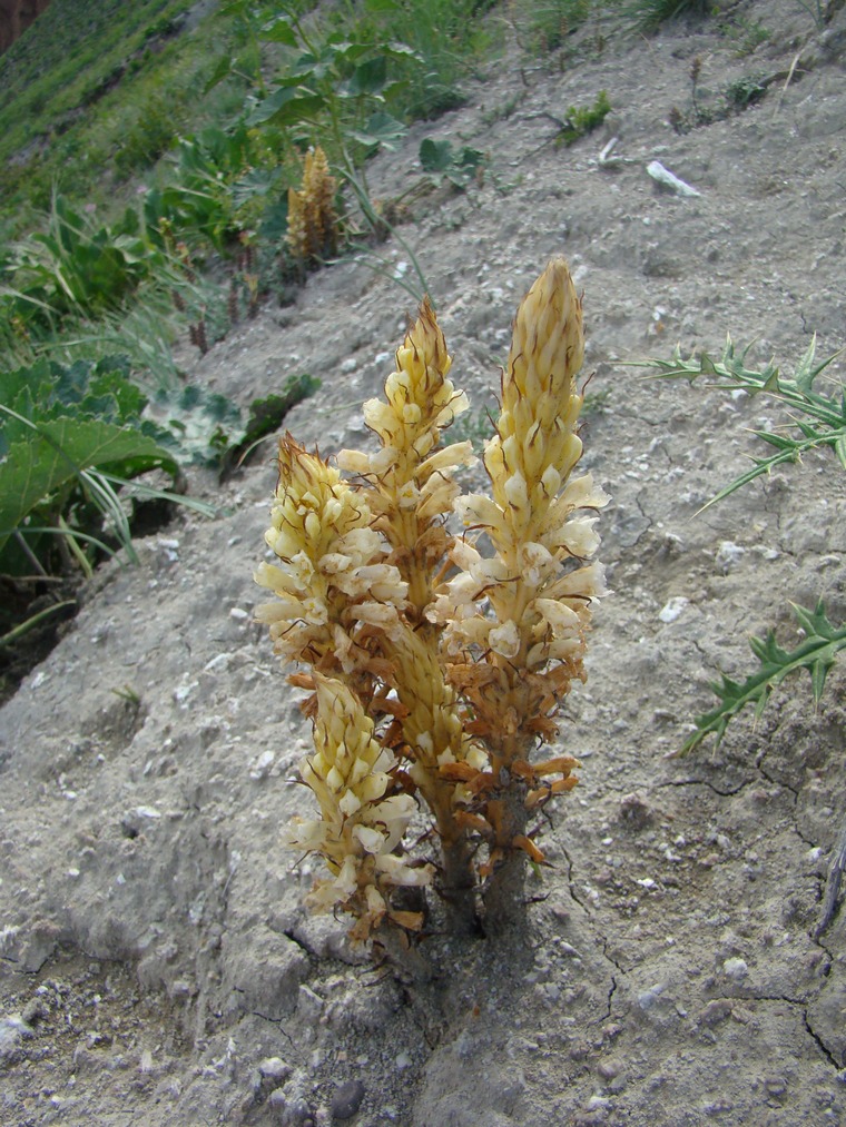 Изображение особи Orobanche sulphurea.