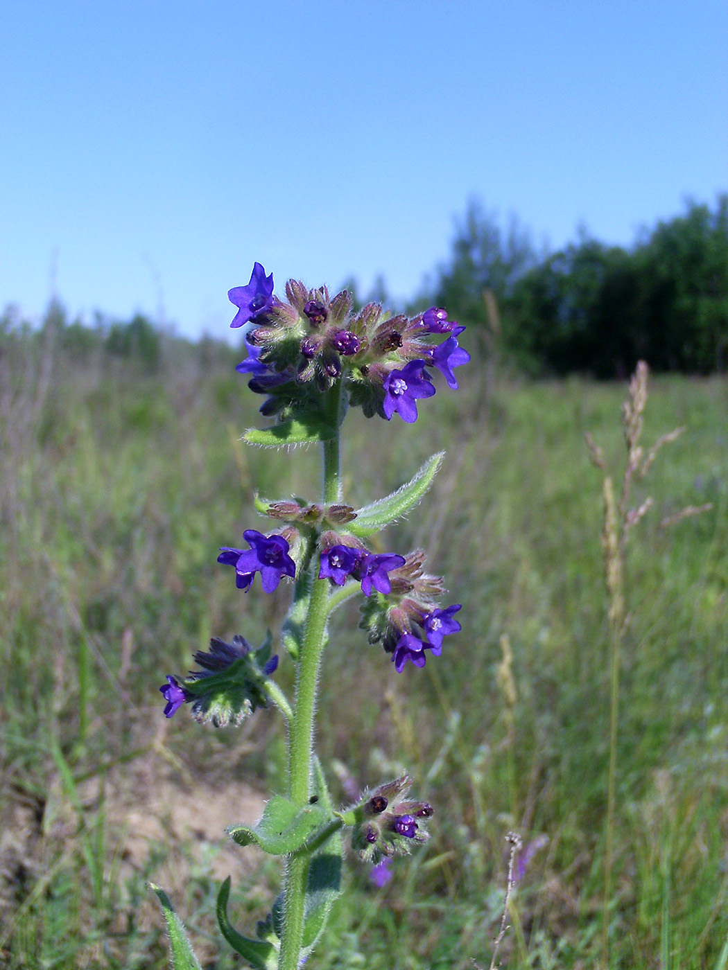 Изображение особи Anchusa officinalis.