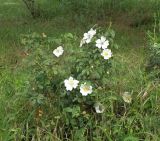 genus Rosa. Цветущее растение. Краснодарский край, Кущевский р-н, станица Шкуринская, территория стадиона. 01.06.2016.