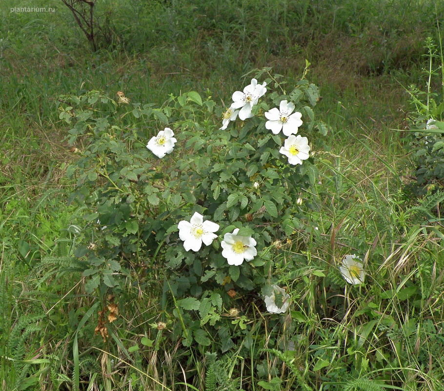 Image of genus Rosa specimen.