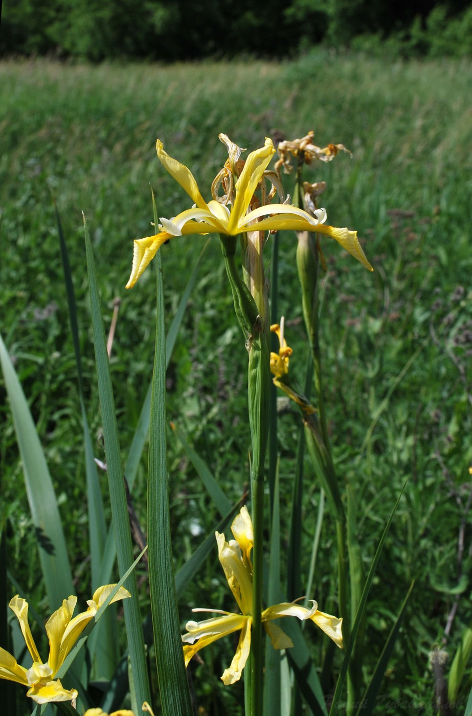 Изображение особи Iris halophila.