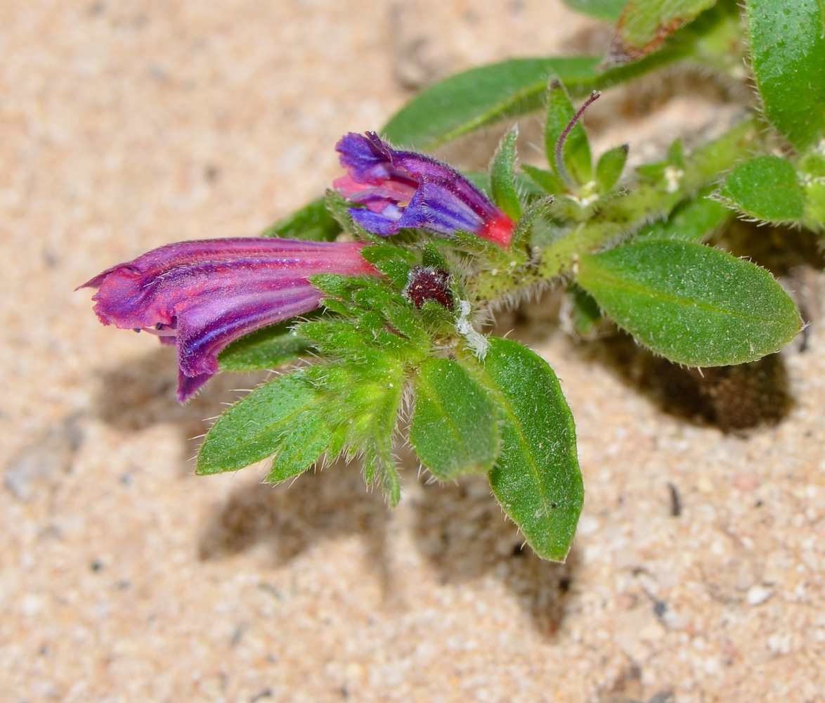 Image of Echium bonnetii specimen.