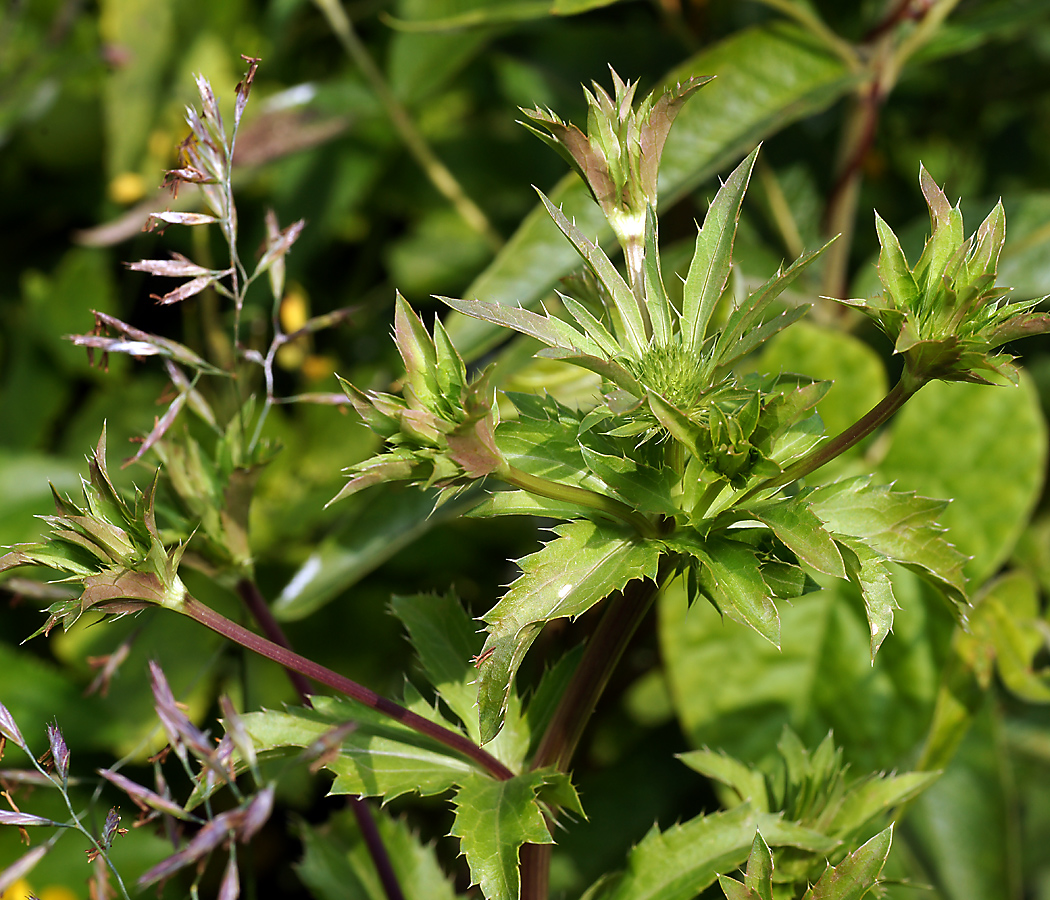 Изображение особи Eryngium planum.