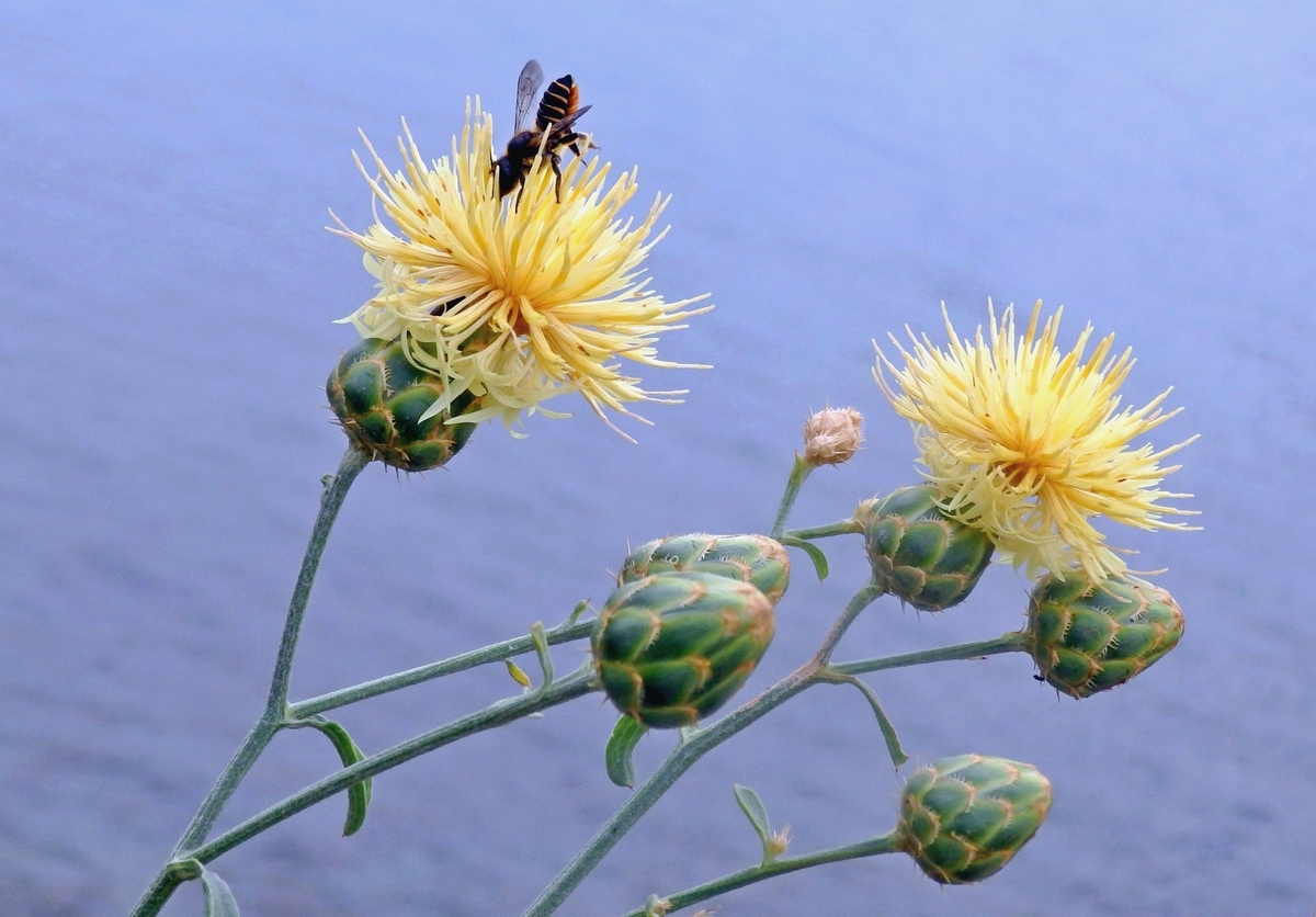 Image of Centaurea salonitana specimen.