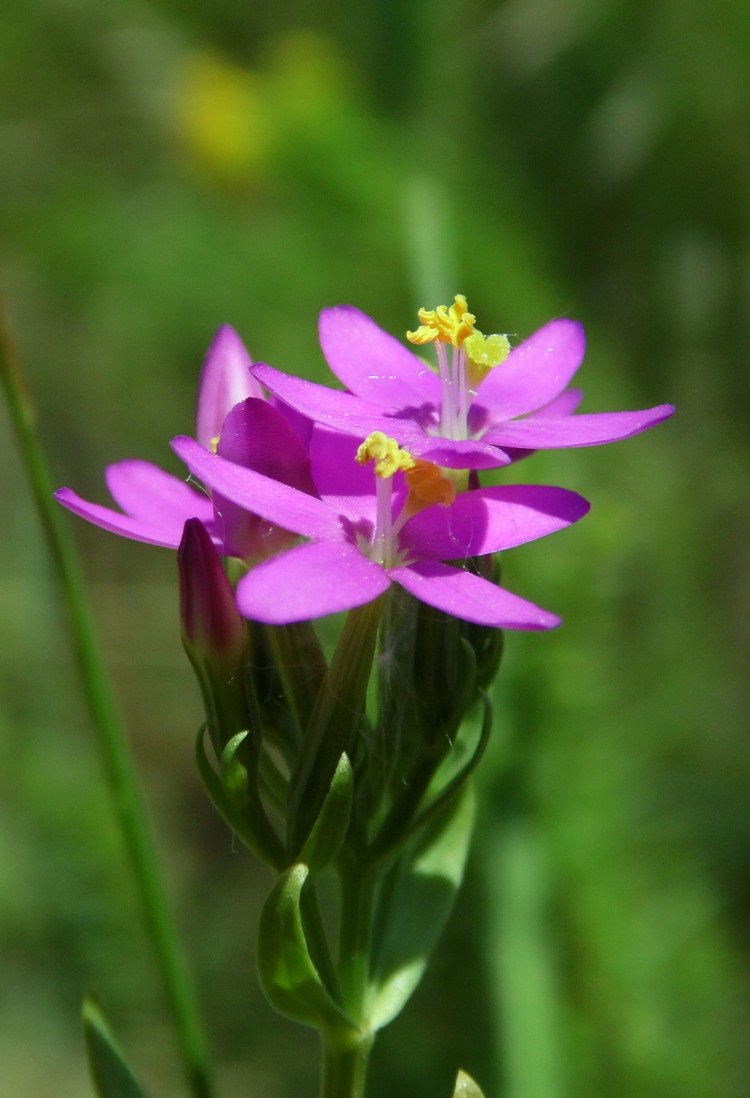 Изображение особи Centaurium erythraea.