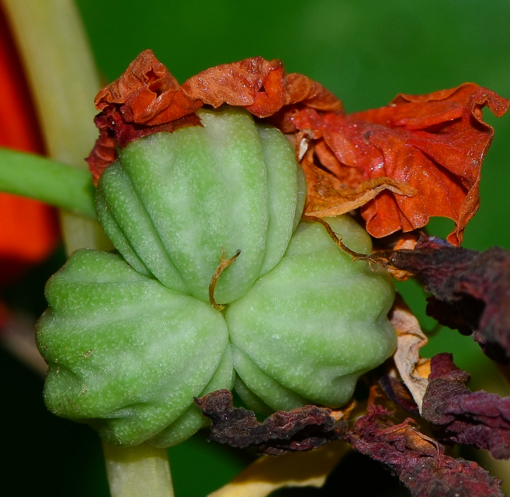 Image of Tropaeolum majus specimen.