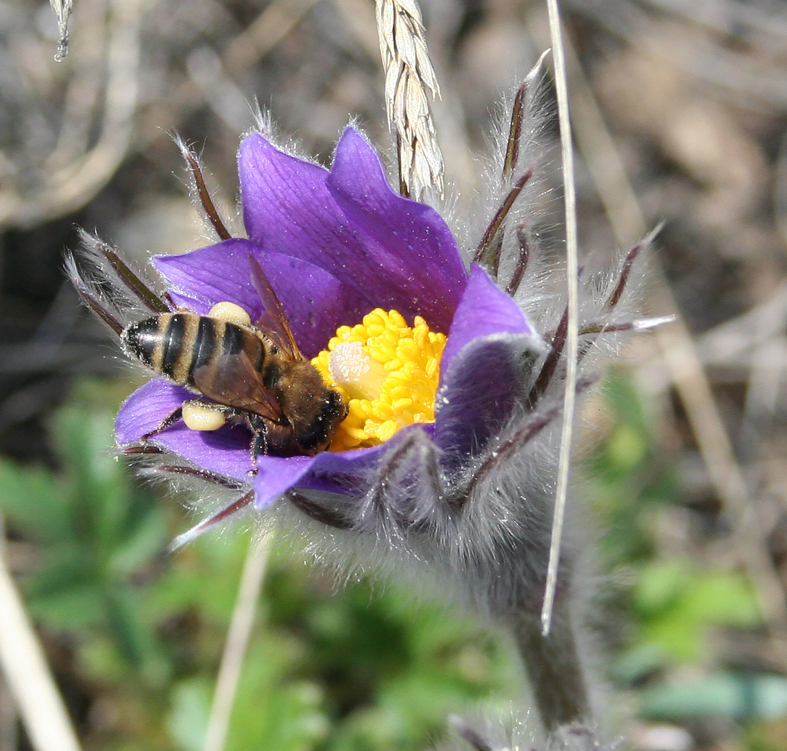 Изображение особи Pulsatilla multifida.