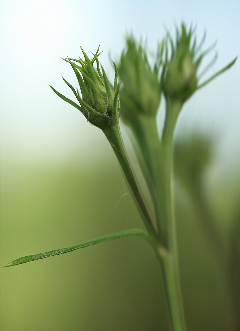 Изображение особи Saussurea odontolepis.