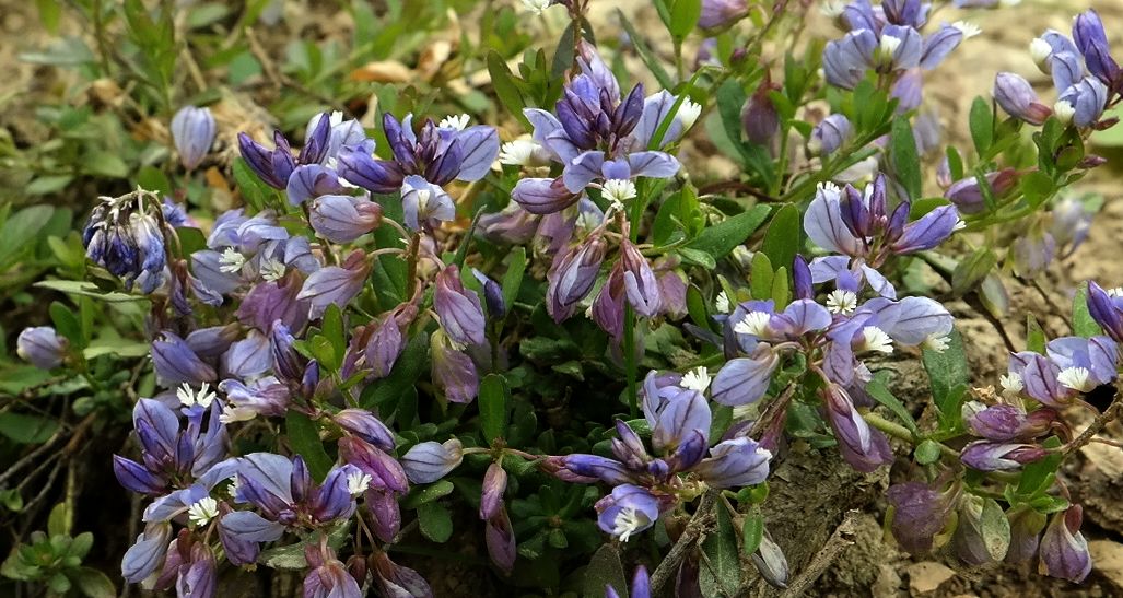 Image of Polygala supina specimen.