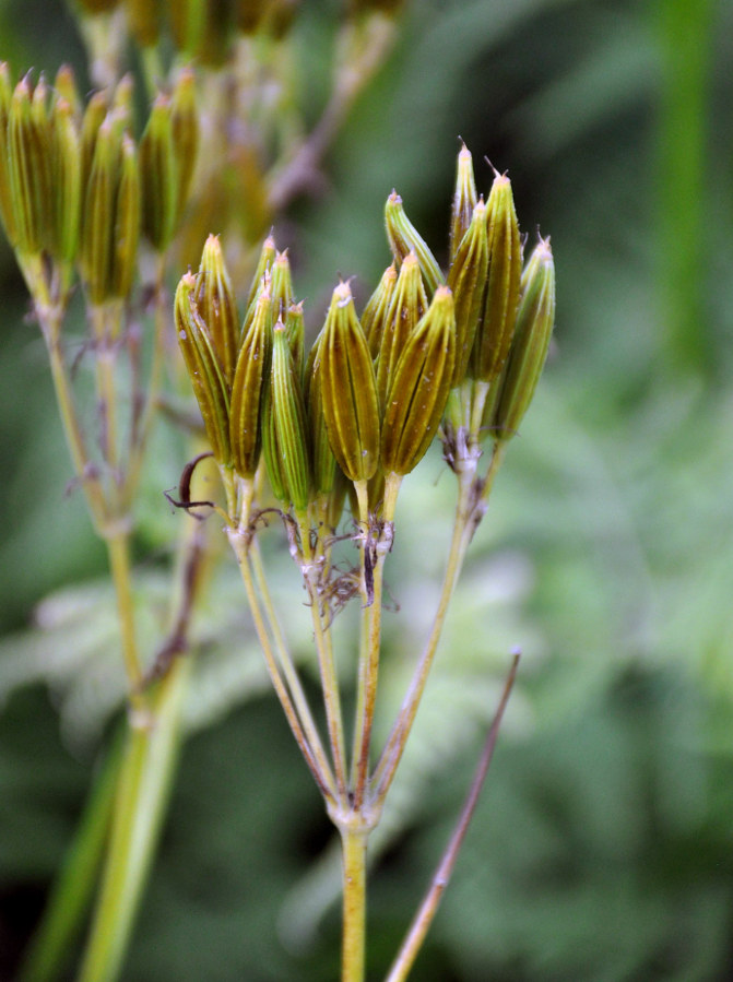 Image of Myrrhis odorata specimen.