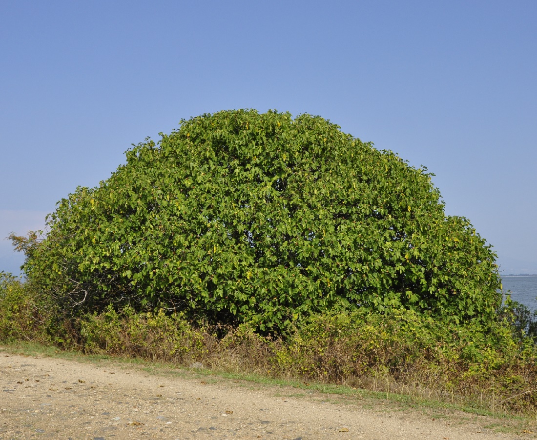 Image of Ficus carica specimen.