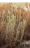 Salsola tamariscina