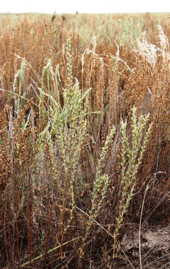 Изображение особи Salsola tamariscina.