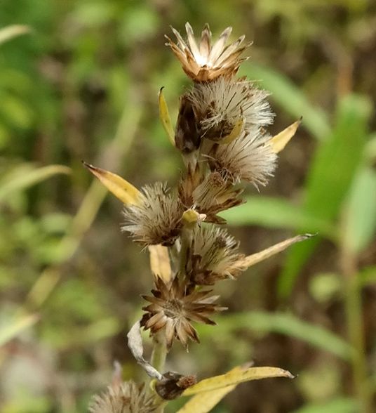 Image of Omalotheca caucasica specimen.