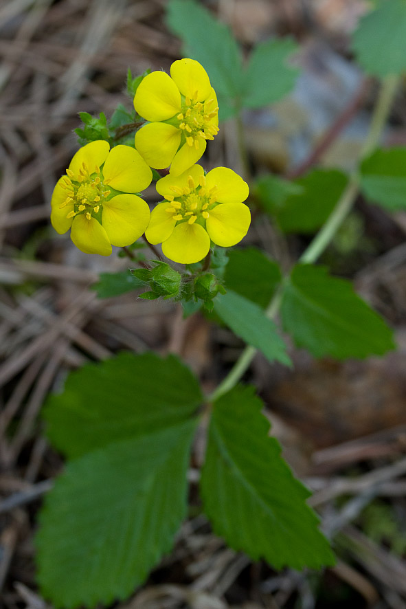 Image of Potentilla fragarioides specimen.