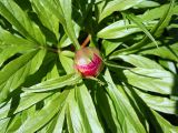 Paeonia anomala