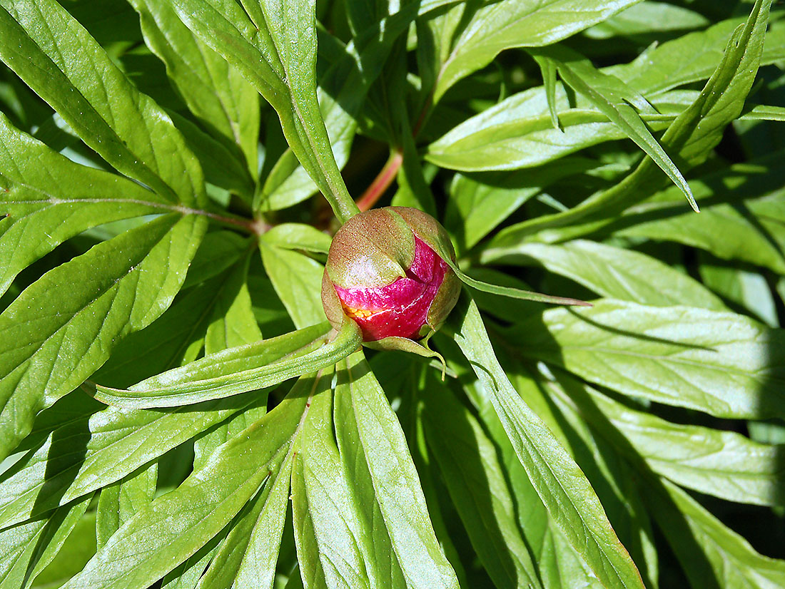 Изображение особи Paeonia anomala.