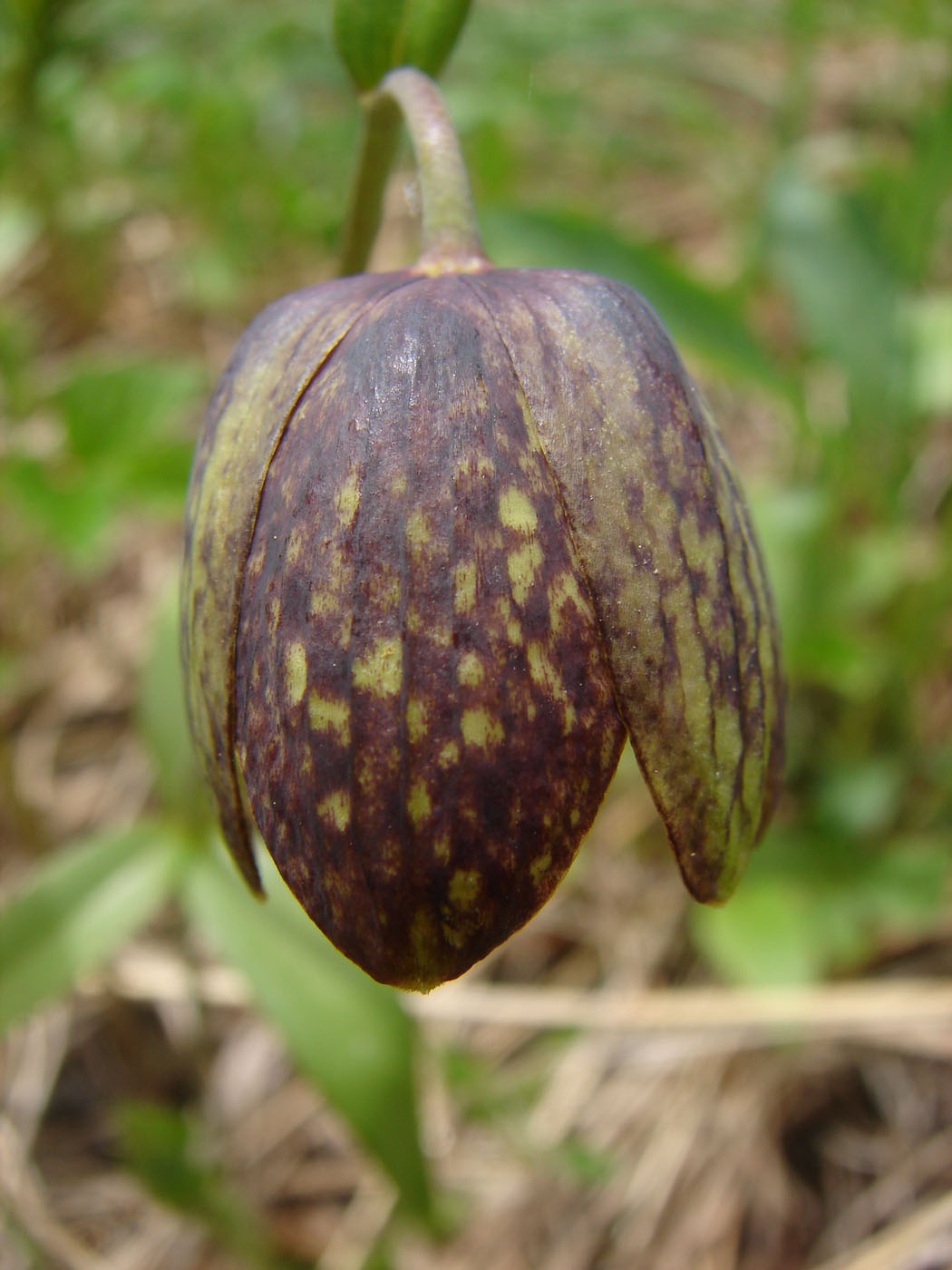 Изображение особи Fritillaria dagana.