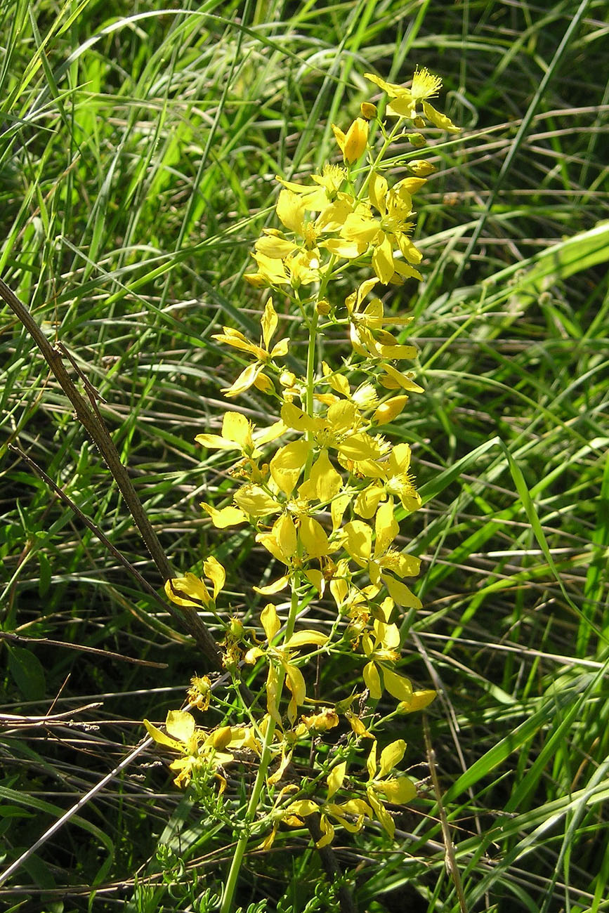 Изображение особи Hypericum elongatum.