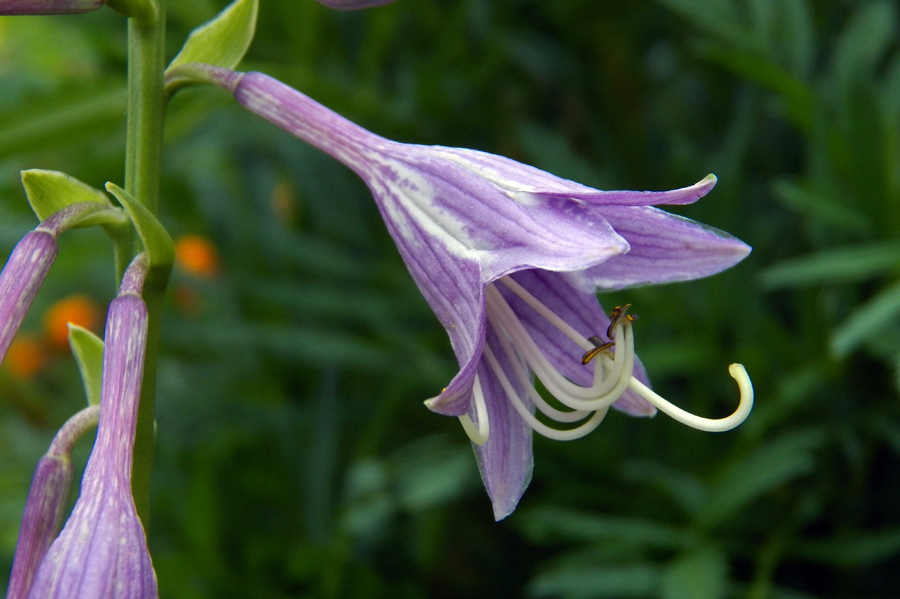 Image of Hosta albomarginata specimen.