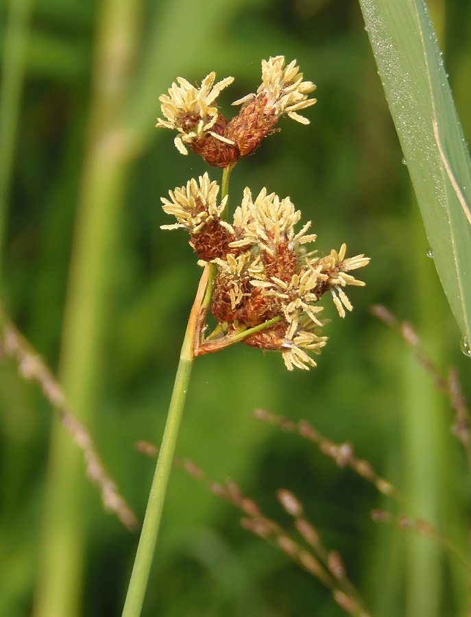 Изображение особи семейство Cyperaceae.