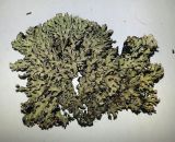 Hypogymnia physodes
